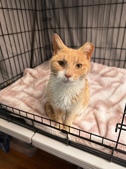 Zosime, Domestic Short Hair, cat for adoption in New Rochelle, New York