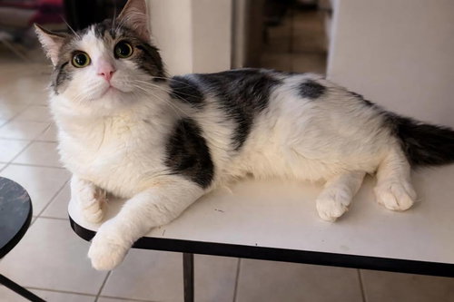 Kitty, Domestic Short Hair, cat for adoption in New Rochelle, New York
