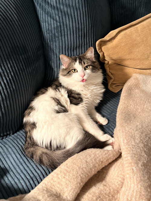 Kitty, Domestic Short Hair, cat for adoption in Passaic, New Jersey