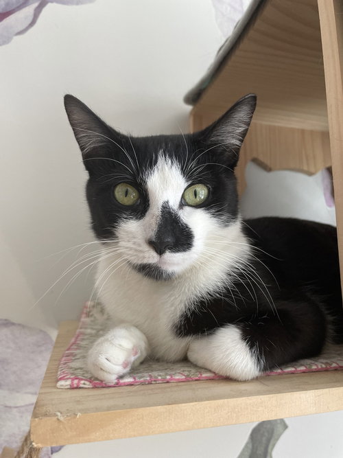 Athena, an adoptable American Shorthair in Whitestone, NY