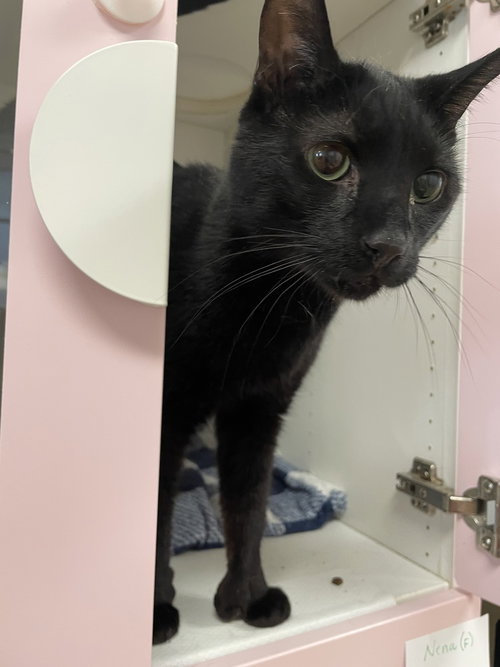 Pantera, American Shorthair, cat for adoption in New Rochelle, New York