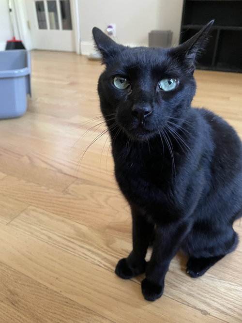 Pantera, American Shorthair, cat for adoption in New Rochelle, New York