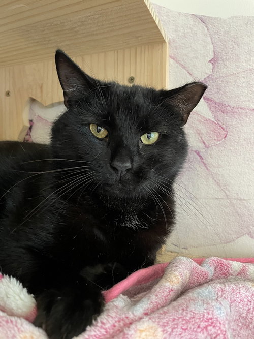 Robby, American Shorthair, cat for adoption in New Rochelle, New York
