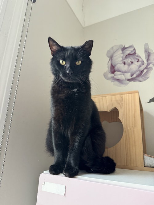 Robby, American Shorthair, cat for adoption in New Brunswick, New Jersey