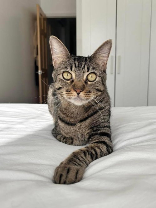 Feathers, Domestic Short Hair, cat for adoption in New Rochelle, New York