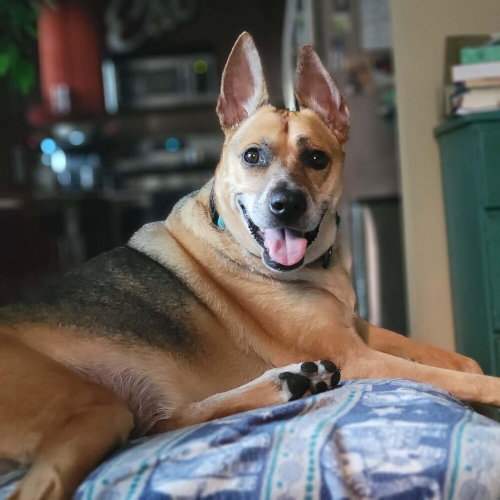 Ringo