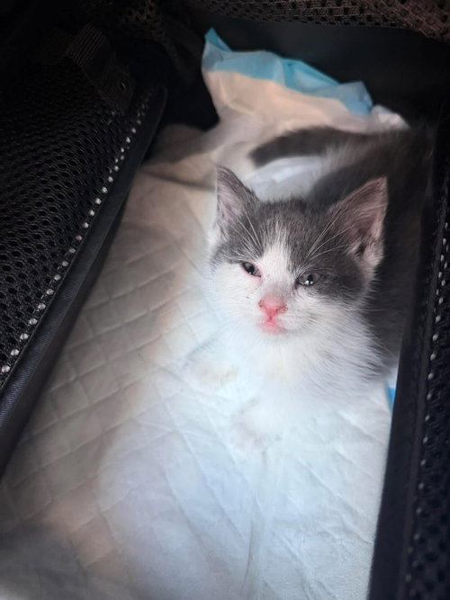 Benny, an adoptable American Shorthair in Whitestone, NY