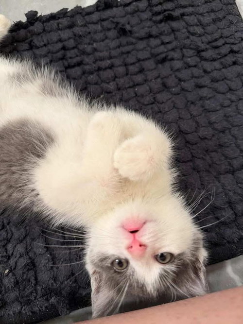 Benny, American Shorthair, cat for adoption in New Rochelle, New York