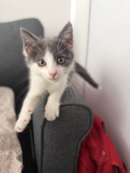 Benny, American Shorthair, cat for adoption in Jersey City, New Jersey