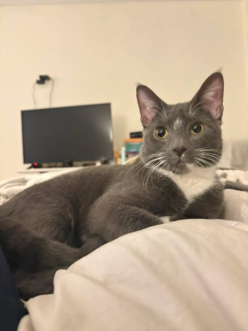 Cooper, an adoptable Domestic Short Hair in Whitestone, NY