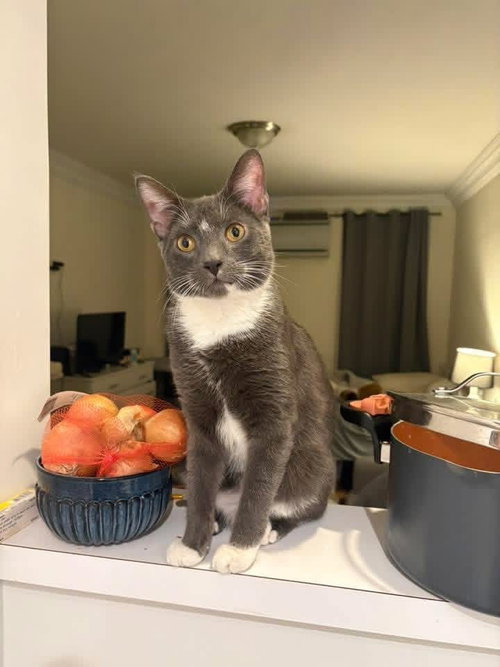 Cooper, Domestic Short Hair, cat for adoption in New Brunswick, New Jersey