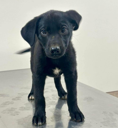 Ahsoka (p), an adoptable Terrier in Whitestone, NY
