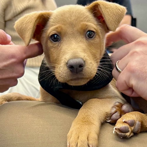 Montana (p), an adoptable Terrier in Whitestone, NY