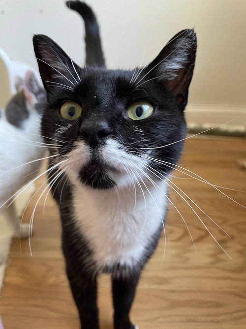 Gena, American Shorthair, cat for adoption in New Rochelle, New York