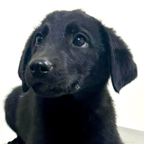 Padme (p), an adoptable Terrier in Whitestone, NY