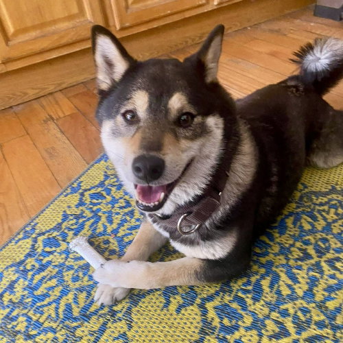 Nami, an adoptable Shiba Inu in Whitestone, NY