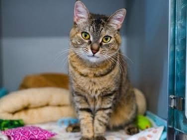 Mizuky, American Shorthair, cat for adoption in New Rochelle, New York