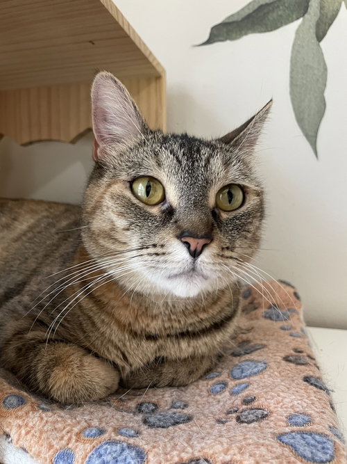 Mizuky, American Shorthair, cat for adoption in New Brunswick, New Jersey