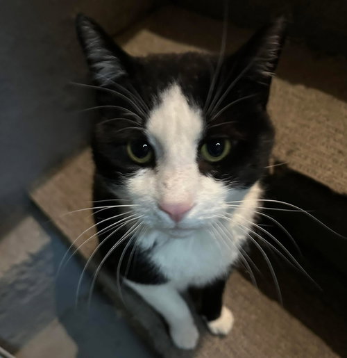Panda, American Shorthair, cat for adoption in New Rochelle, New York
