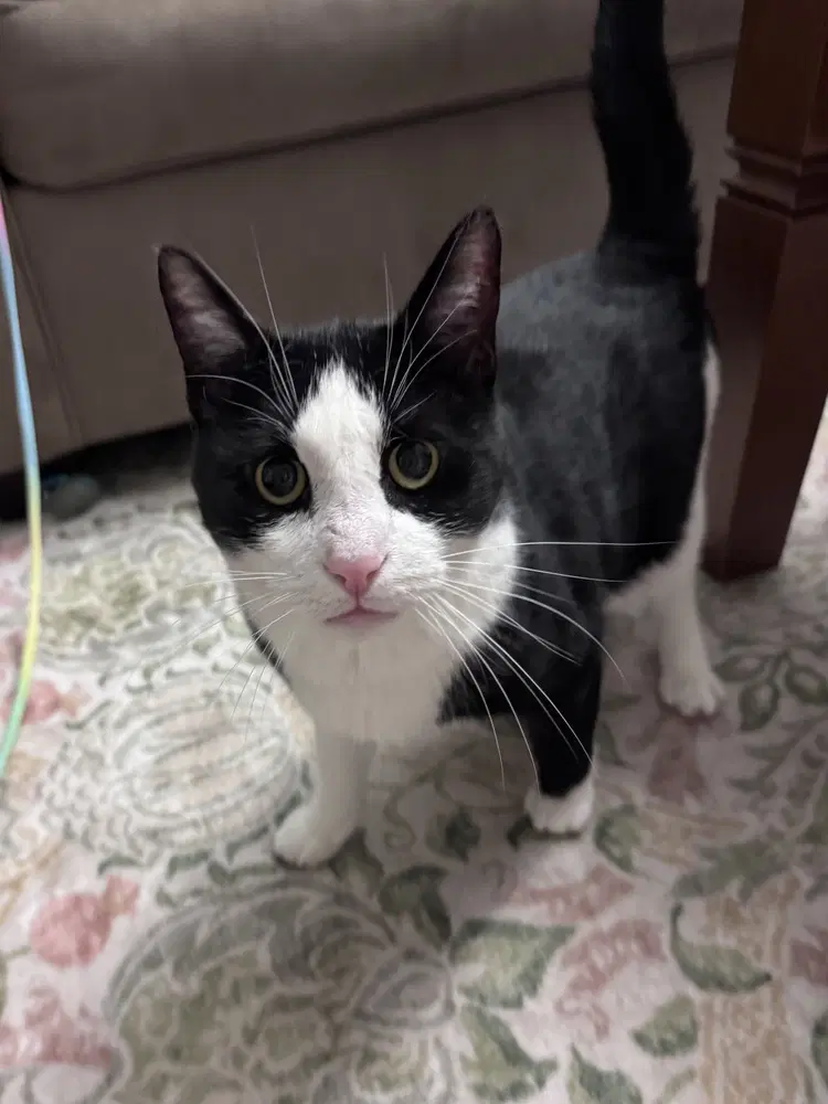 Panda - Domestic Short Hair