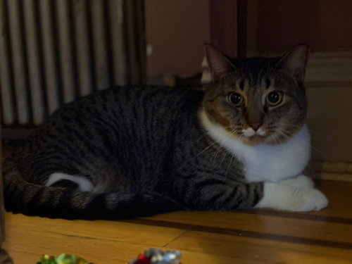 Buttercup, American Shorthair, cat for adoption in New Rochelle, New York