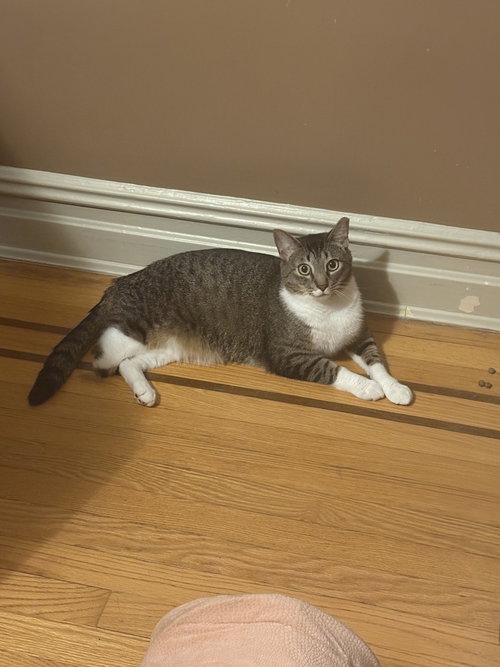 Buttercup, Domestic Short Hair, cat for adoption in Clifton, New Jersey