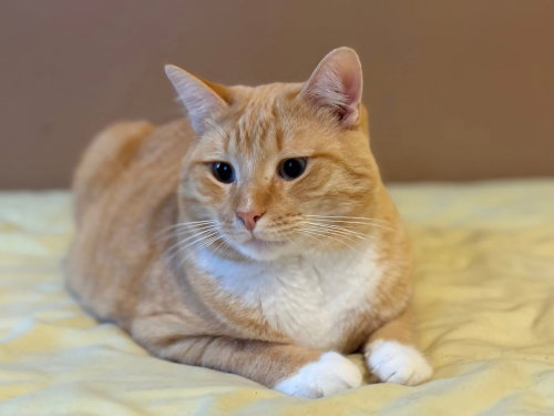 Creamsicle, American Shorthair, cat for adoption in New Rochelle, New York