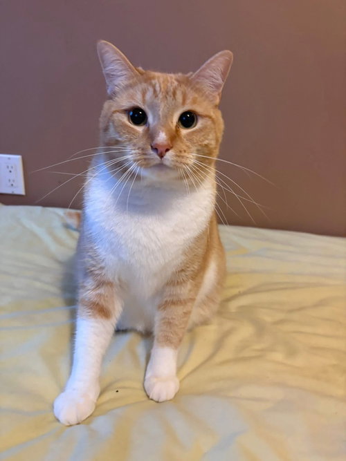 Arancio, American Shorthair, cat for adoption in New Rochelle, New York