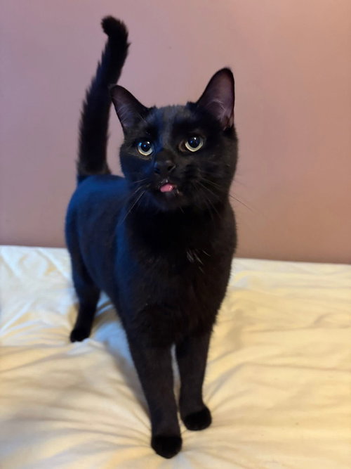 Mousse, American Shorthair, cat for adoption in New Rochelle, New York