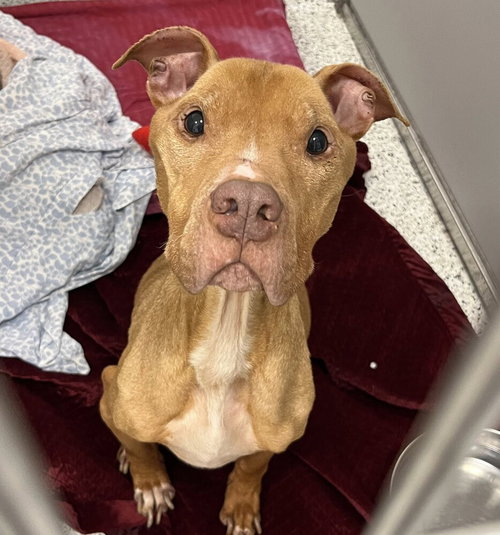 Astro, an adoptable American Staffordshire Terrier in Whitestone, NY
