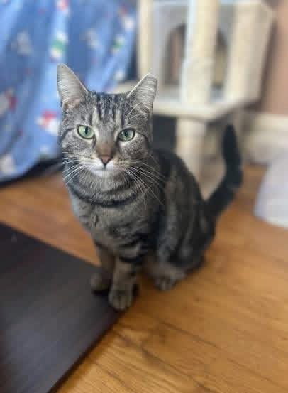 Sky, an adoptable American Shorthair in Whitestone, NY