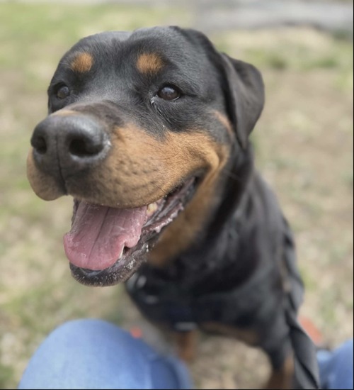 Missy Celeste, an adoptable Rottweiler in Whitestone, NY
