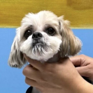 Oso, an adoptable Shih Tzu in Whitestone, NY