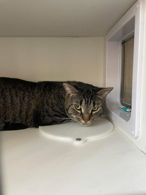 Pinocho, American Shorthair, cat for adoption in New Rochelle, New York