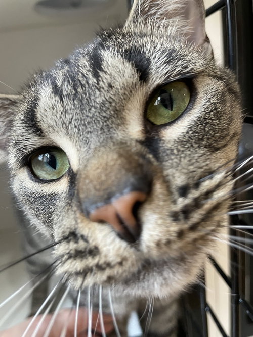 Pinocho, American Shorthair, cat for adoption in New Brunswick, New Jersey