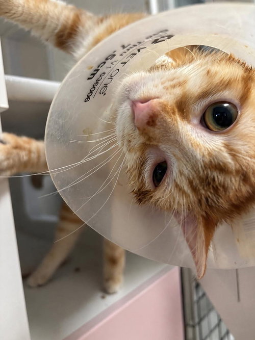 Phil, American Shorthair, cat for adoption in New Rochelle, New York