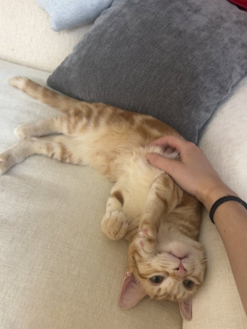 Phil, Domestic Short Hair, cat for adoption in Danbury, Connecticut