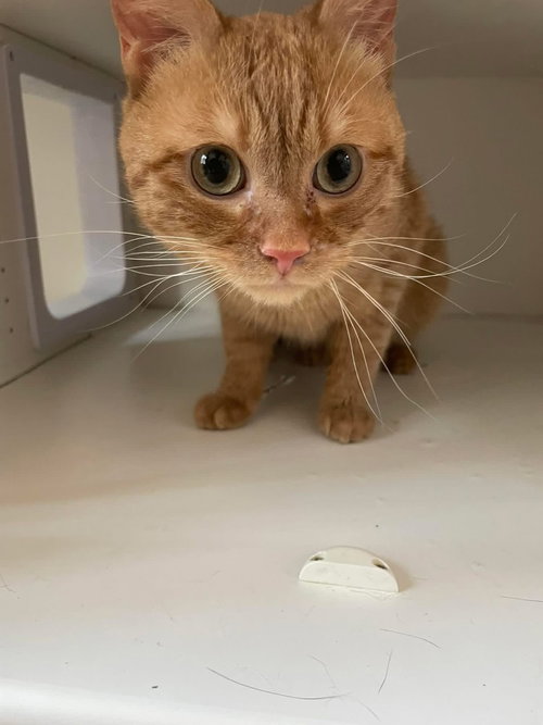 Kopa, an adoptable American Shorthair in Whitestone, NY