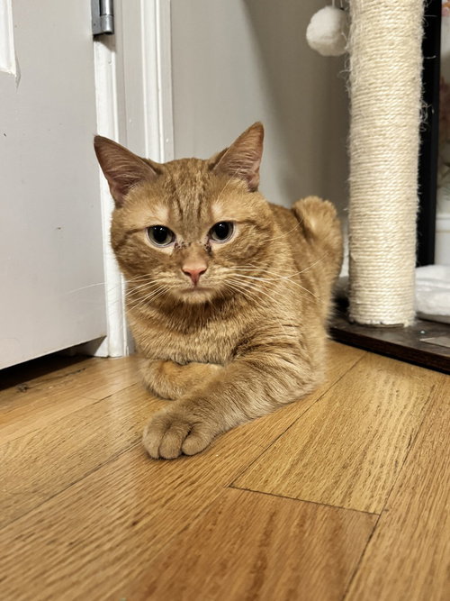 Kopa, American Shorthair, cat for adoption in New Brunswick, New Jersey