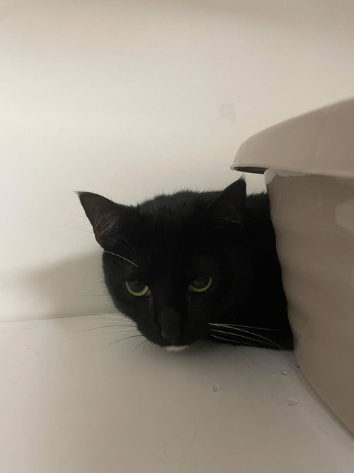 Cece, American Shorthair, cat for adoption in New Rochelle, New York
