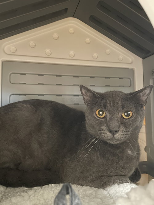 Greyson Tux, American Shorthair, cat for adoption in New Brunswick, New Jersey