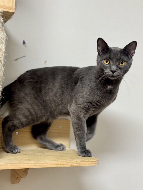 Greyson Tux, Domestic Short Hair, cat for adoption in Valley Stream, New York