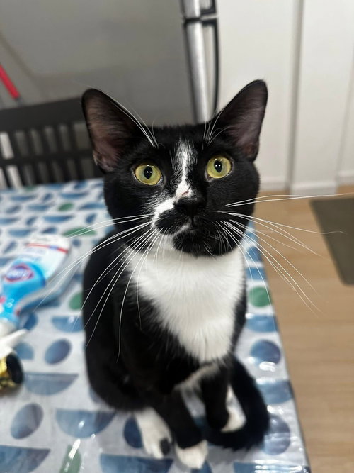Milo, an adoptable American Shorthair in Whitestone, NY