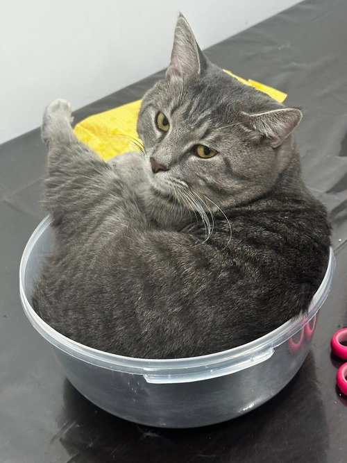 Uzi, American Shorthair, cat for adoption in New Rochelle, New York
