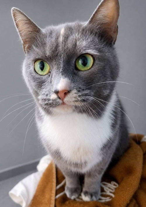 Rose, American Shorthair, cat for adoption in New Rochelle, New York