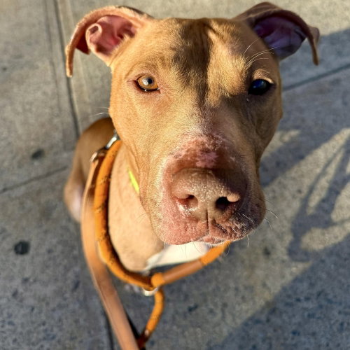 Daisy Asha, an adoptable Terrier in Whitestone, NY