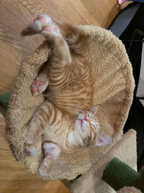 Micah, American Shorthair, cat for adoption in New Rochelle, New York