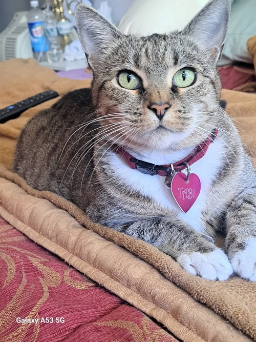 Tabi, American Shorthair, cat for adoption in New Rochelle, New York