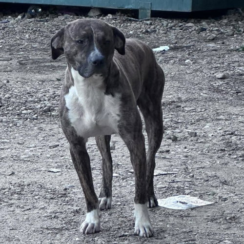 Tigger, an adoptable American Staffordshire Terrier in Whitestone, NY