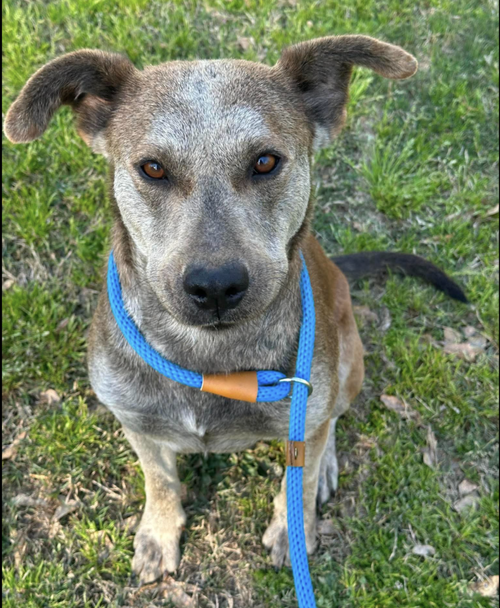 Kalahari, an adoptable Terrier in Whitestone, NY